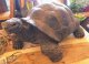 アニマルオブジェ　ガラパゴスカメ　FRP　turtle