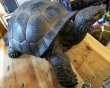 アニマルオブジェ　ガラパゴスカメ　FRP　turtle　ライノ家具店